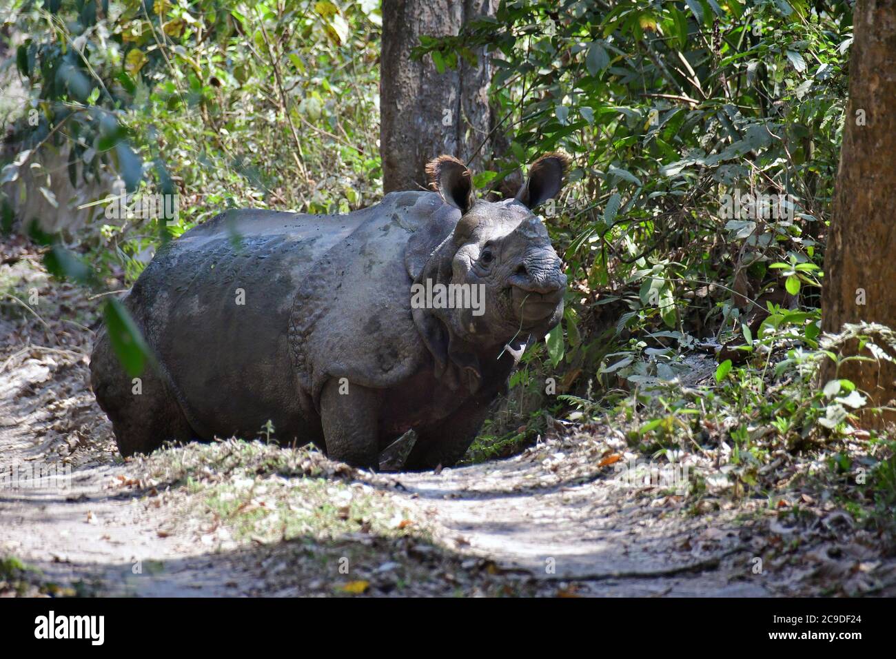 Rhinocéros indien, Panzernashorn, Rhinoceros unicornis, parc national de Chitwan, Népal, Site du patrimoine mondial de l'UNESCO Banque D'Images
