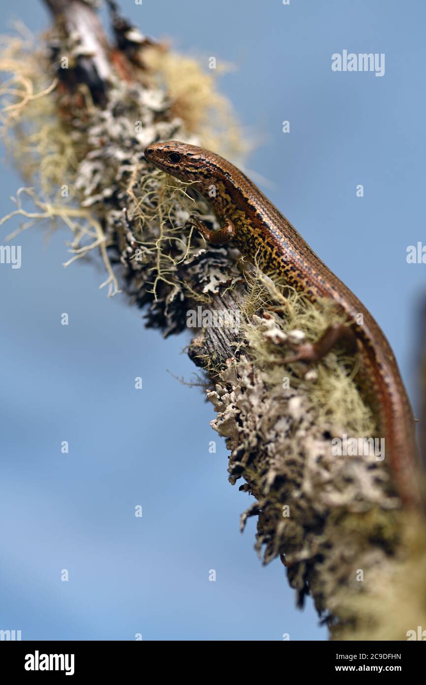 Le scinque commun (Oligosoma polychroma) une espèce de scinque originaire de Nouvelle-Zélande. Banque D'Images