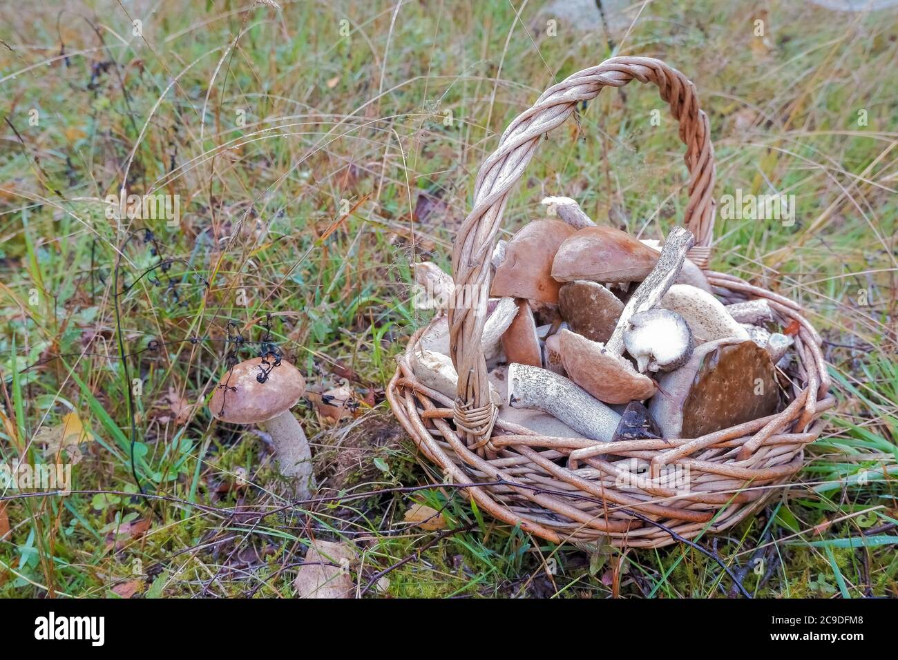 Panier complet de champignons frais d'automne tels que le scabre Boletus, aurantiacus, edulis.Mushroom Boletus dans un panier en osier. Champignons CEP d'automne. Cuisson Banque D'Images