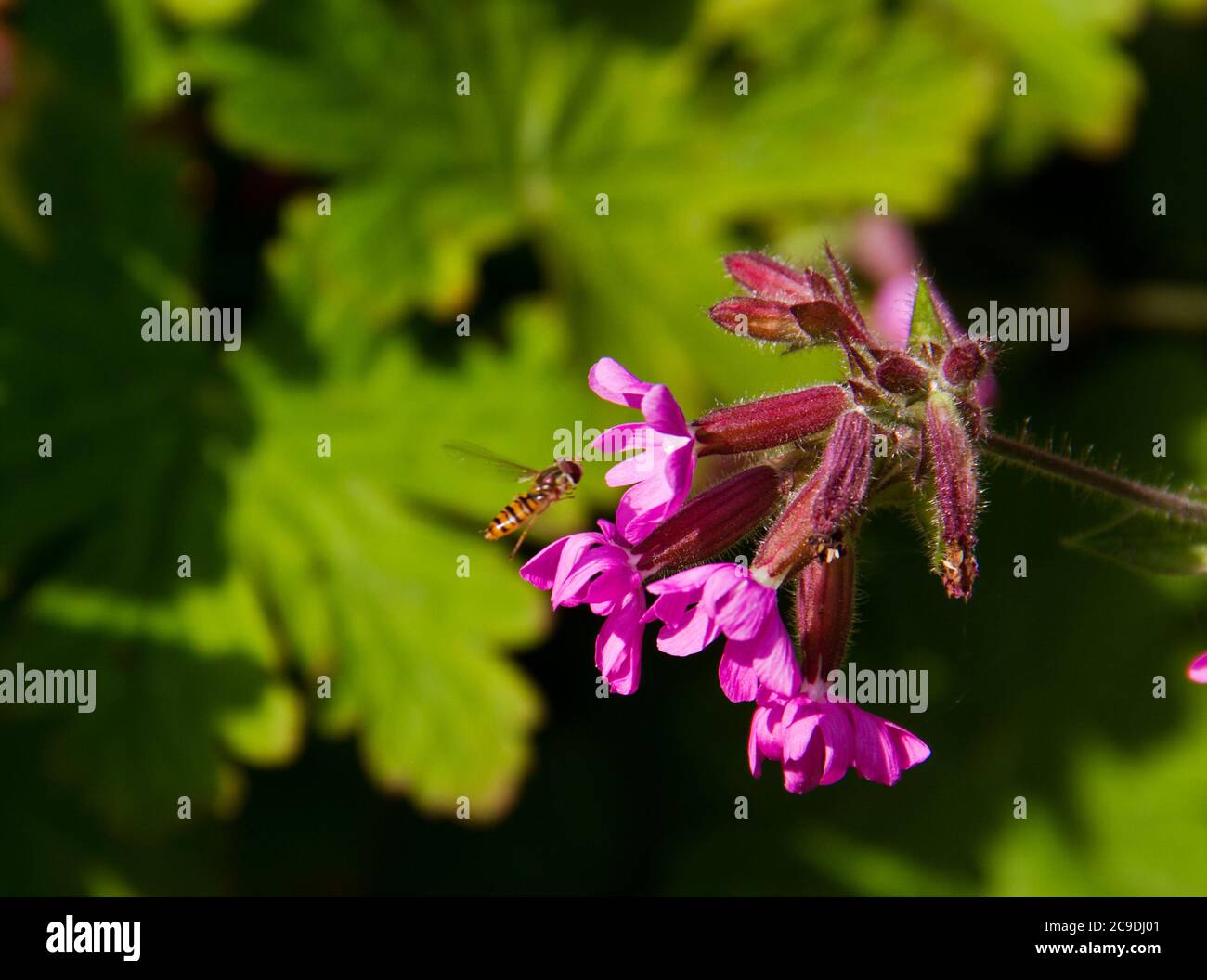 Petit aéroglisseur volant à la fleur rose de Red campion Banque D'Images