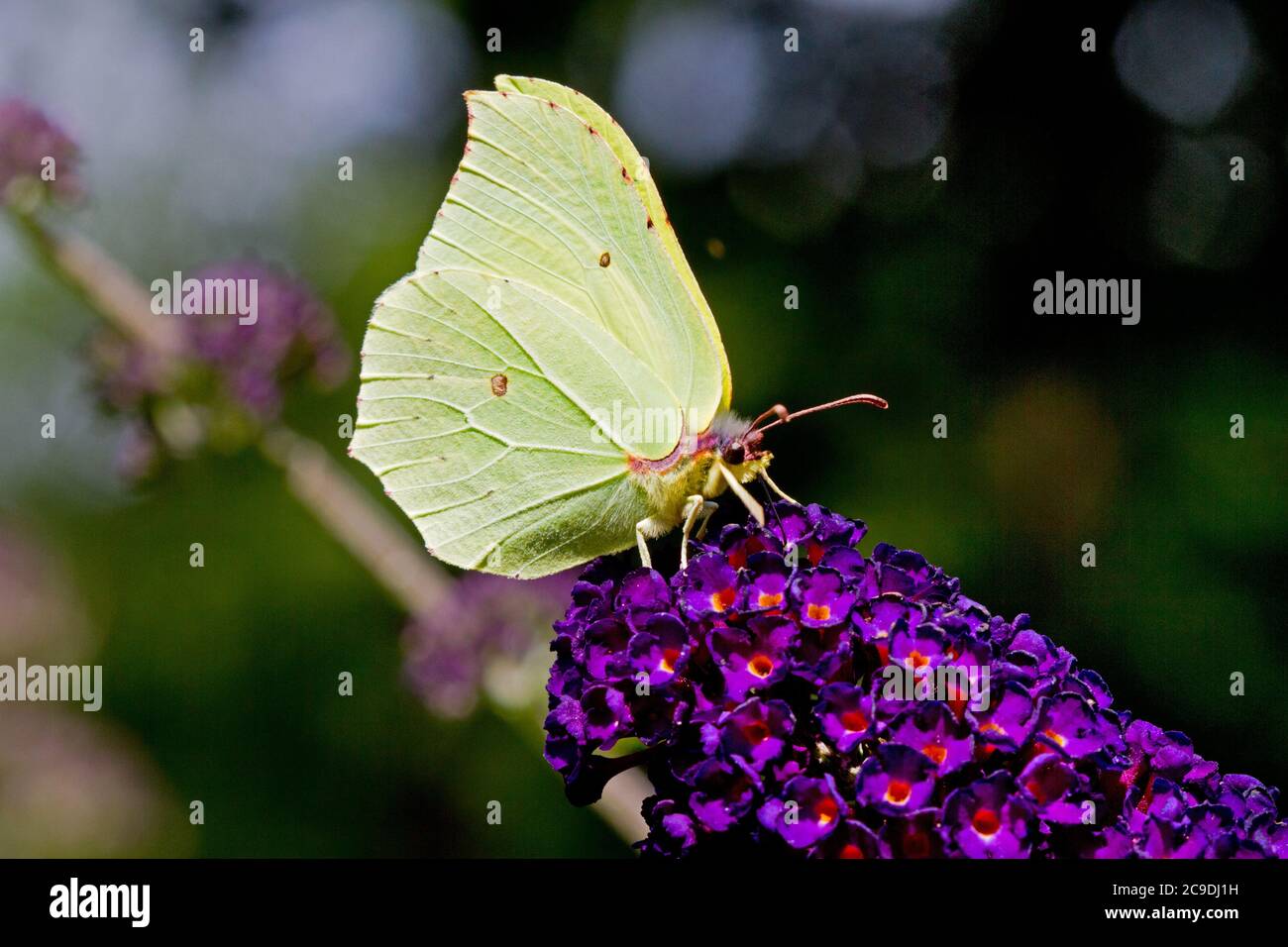 Papillon de pierre à brimades commun sur la fleur de lilas d'été Banque D'Images