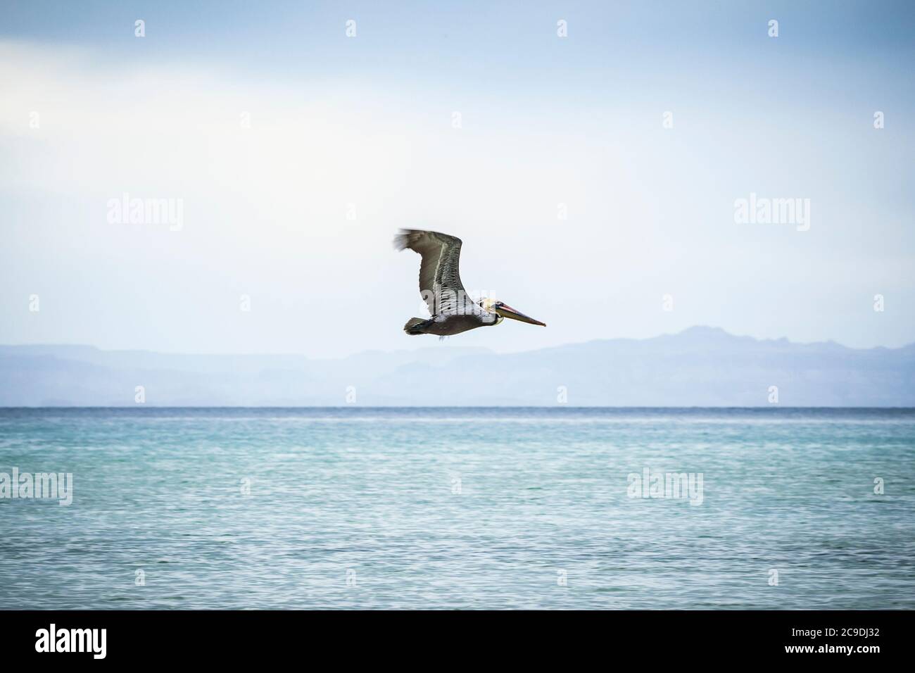 Un pélican brun solitaire volant au large de la côte de l'île Espirito Santo, golfe de Californie avec le continent Baja dans la distance, BCS, Mexique. Banque D'Images