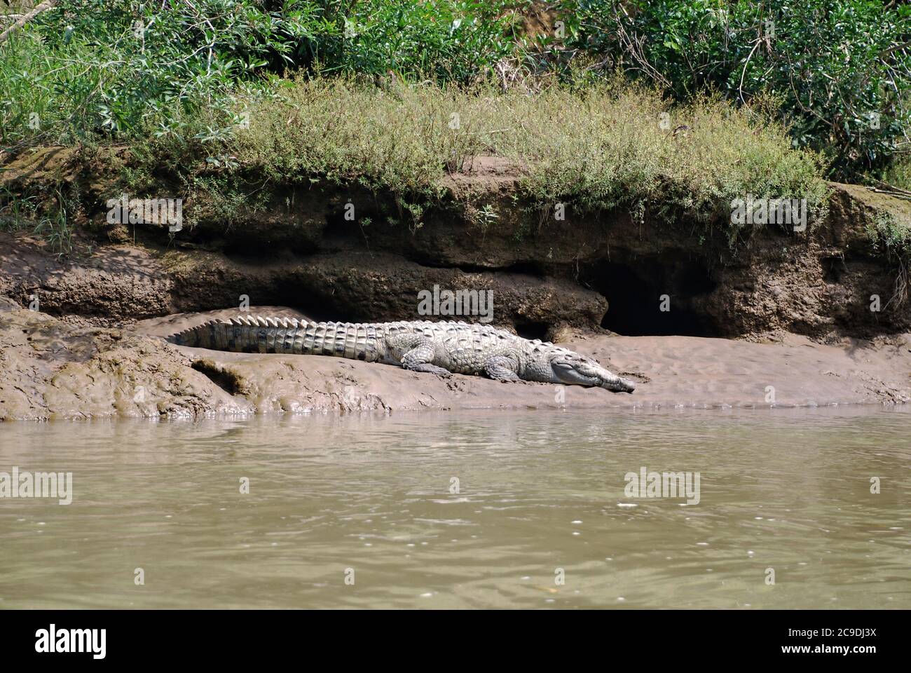 Crocodile sauvage sur les rives du Rio Arenal, la Fortuna, Costa Rica Banque D'Images