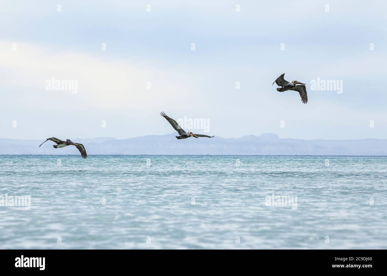 Trois pélicans bruns volant au large de la côte d'Isla Espirito Santo, Golfe de Californie avec le continent Baja au loin, BCS, Mexique. Banque D'Images