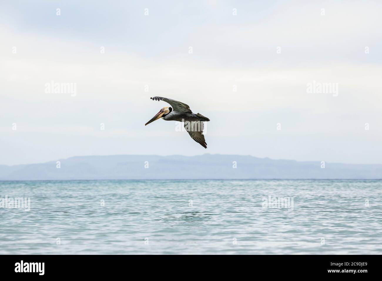 Un pélican brun solitaire volant au large de la côte de l'île Espirito Santo, golfe de Californie avec le continent Baja dans la distance, BCS, Mexique. Banque D'Images