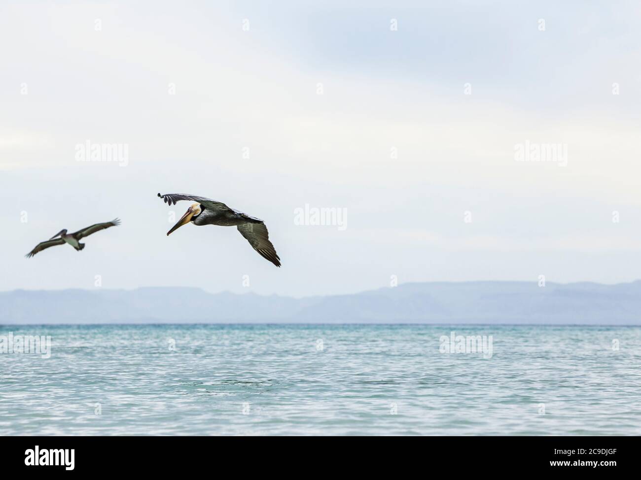 Deux pélicans bruns volant au large de la côte d'Isla Espirito Santo, Golfe de Californie avec le continent Baja au loin, BCS, Mexique. Banque D'Images