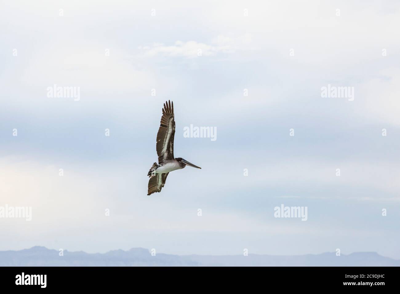 Un pélican brun solitaire volant au large de la côte de l'île Espirito Santo, golfe de Californie avec le continent Baja dans la distance, BCS, Mexique. Banque D'Images