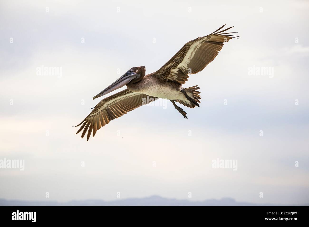 Un pélican brun solitaire volant au large de la côte de l'île Espirito Santo, golfe de Californie avec le continent Baja dans la distance, BCS, Mexique. Banque D'Images