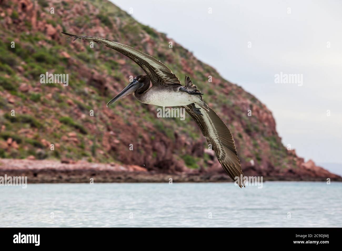 Un pélican brun solitaire volant au large de la côte d'Isla Espirito Santo, BCS, Mexique. Banque D'Images