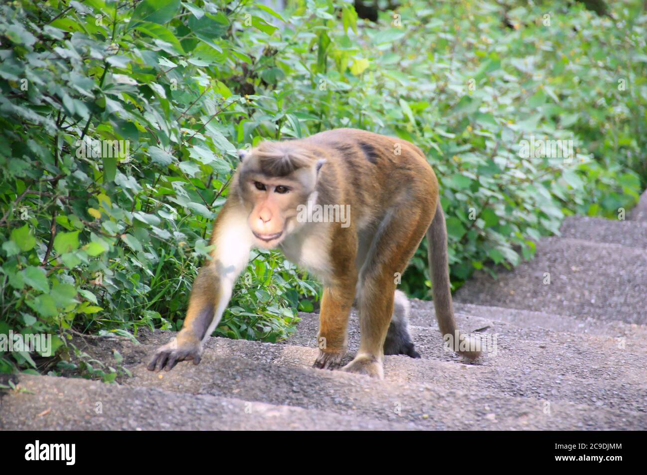 singe sauvage dans un temple au sri lanka Banque D'Images