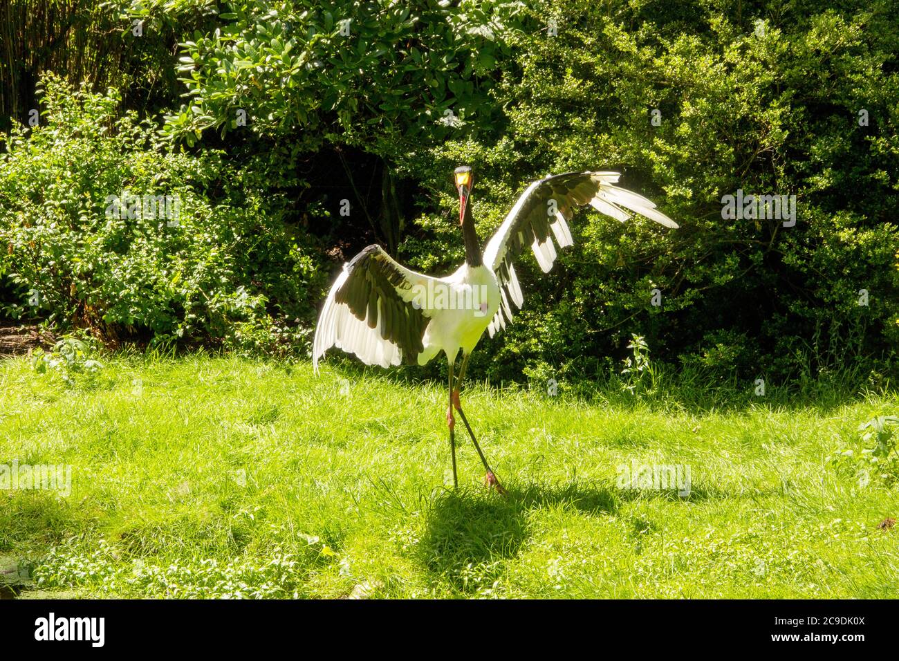 Vue avant d'un cigotype à dos de selle avec ailes étalées Banque D'Images