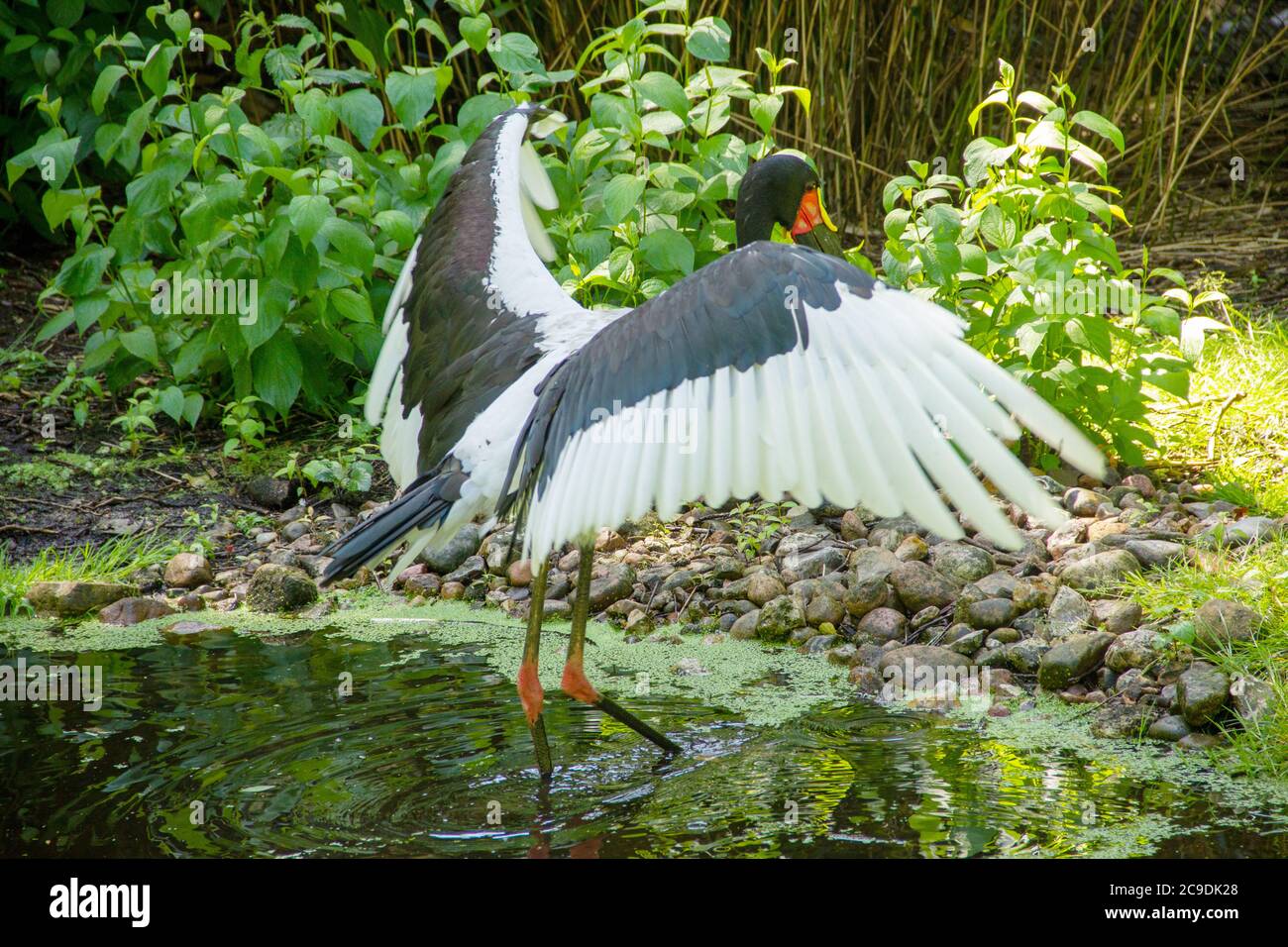 Vue d'un cigognes à bec de selle debout dans l'eau avec ses ailes étalées Banque D'Images