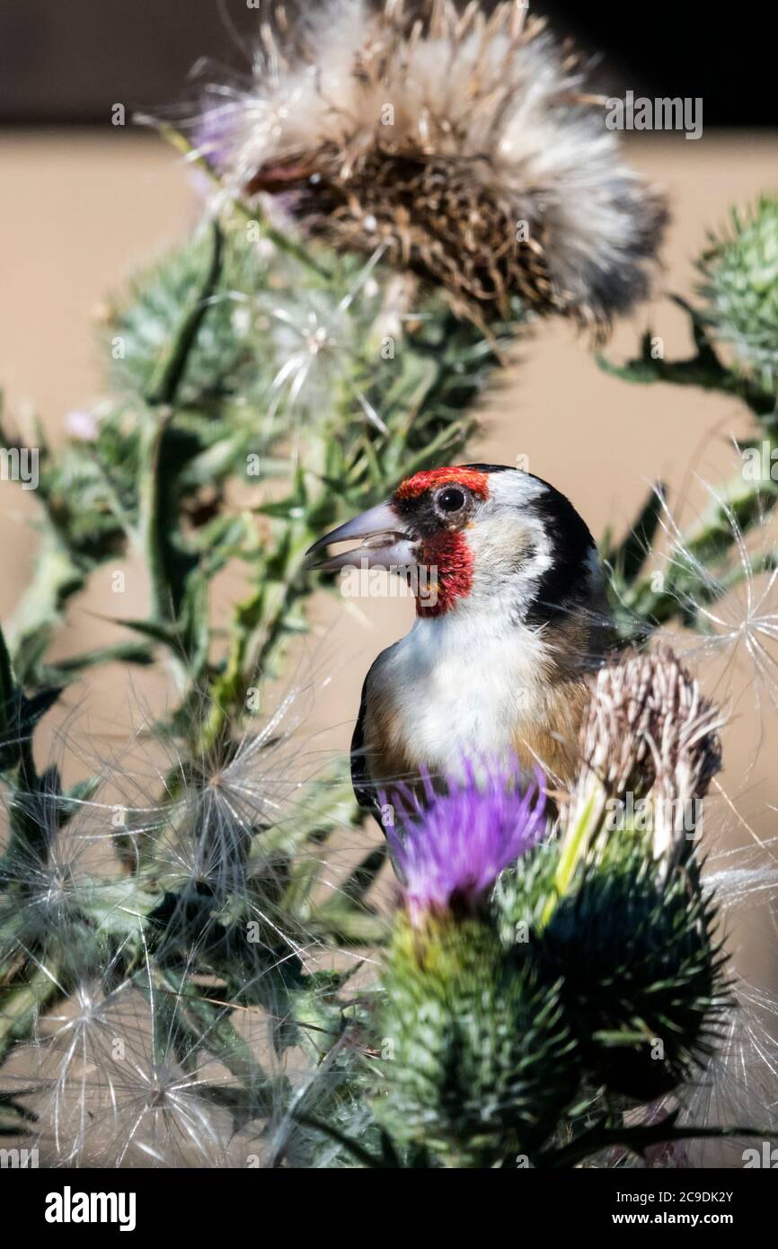 Goldfinch, Carduelis carduelis, se nourrissant d'un grand chardon en pectant les graines. Banque D'Images