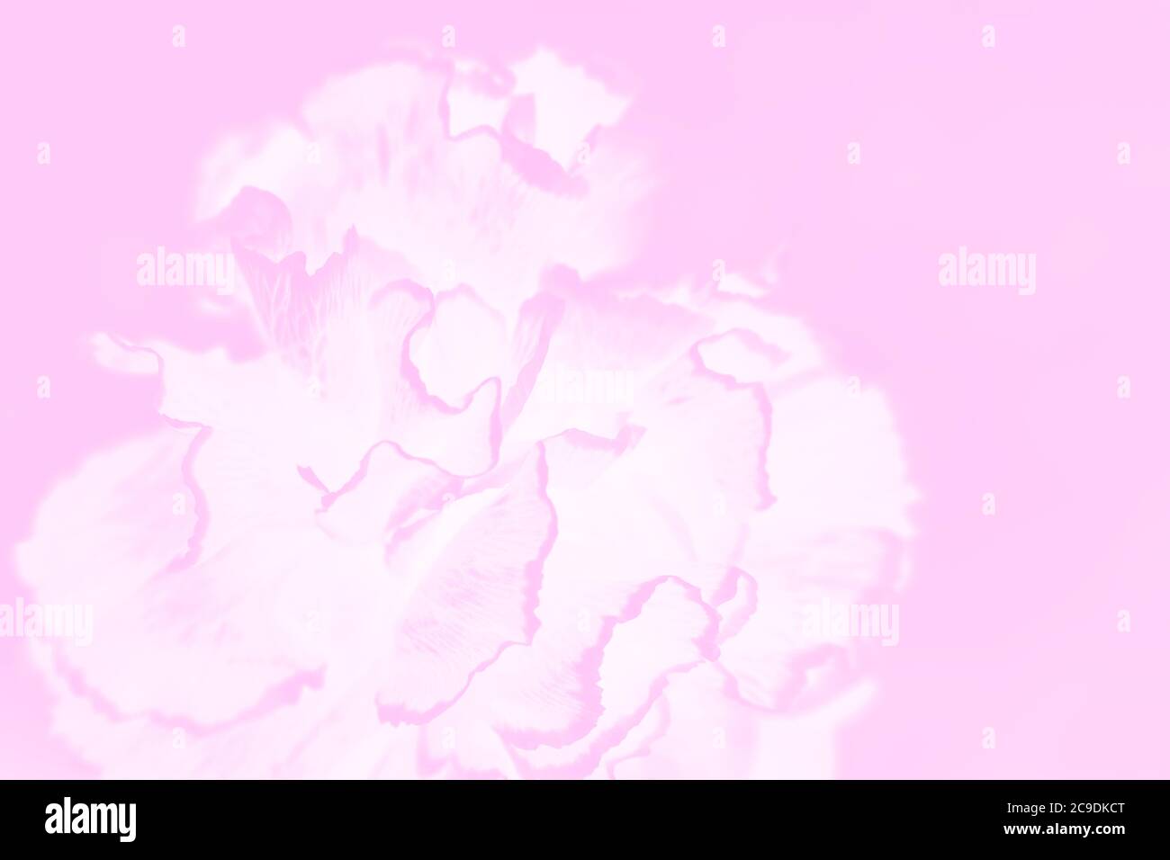 Fond rose violet abstrait avec motif de fleur de carnation Banque D'Images Fond rose violet abstrait avec motif de fleur de carnation Banque D'Images