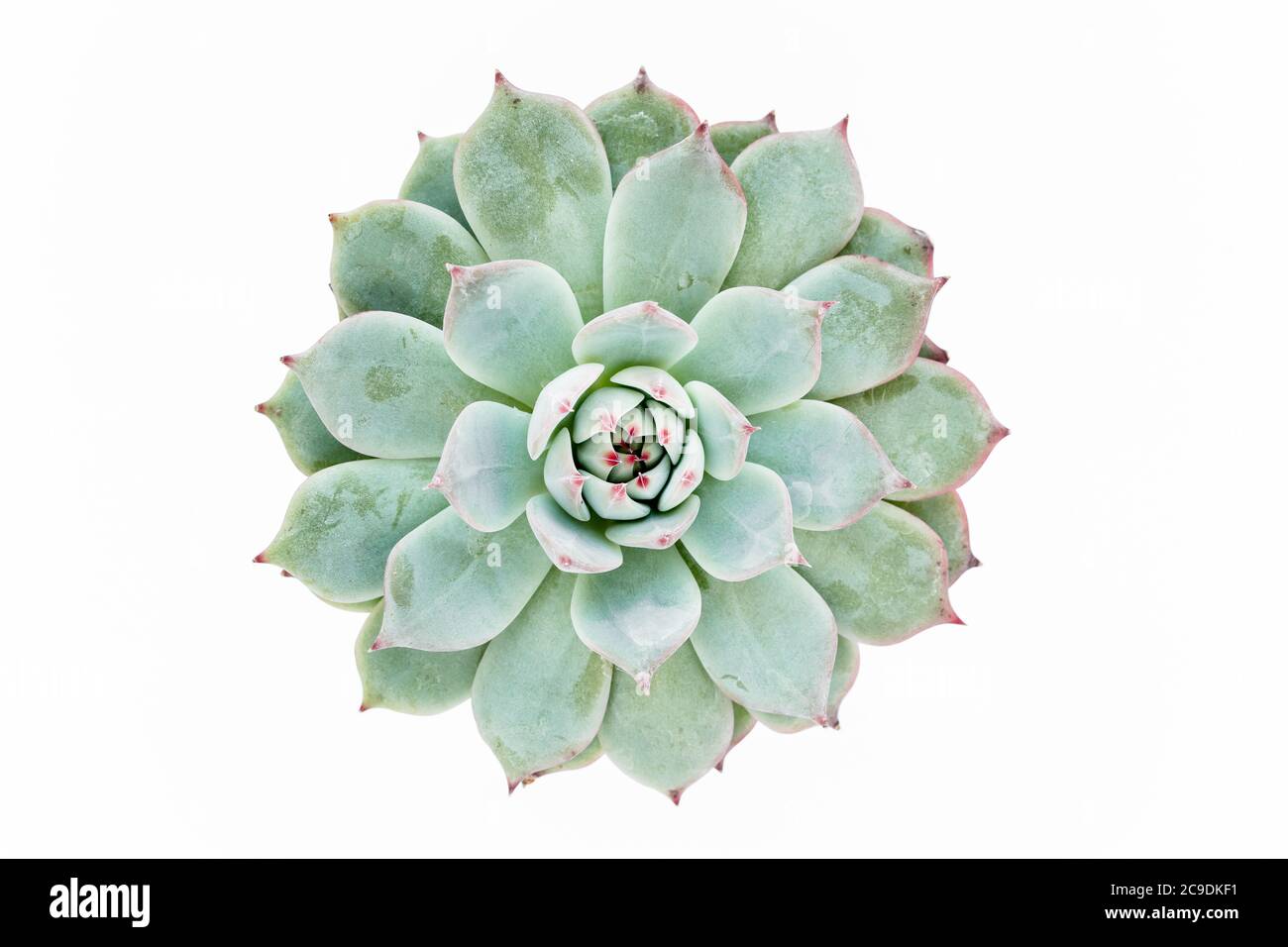 Magnifique motif de succulents verts isolés sur fond blanc. Flat lay, vue de dessus. Banque D'Images