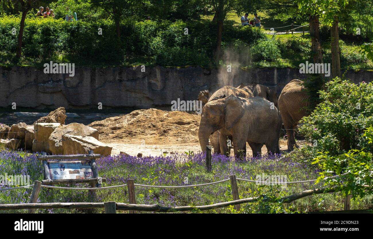 Les éléphants d'Afrique au zoo de Zlin en République tchèque. Banque D'Images