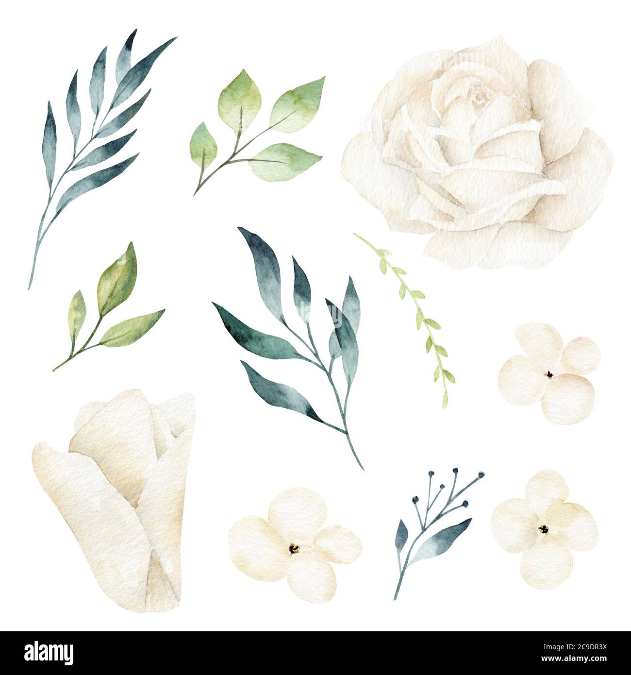 Fleurs blanches, pétales, feuilles de verdure et branches aquarelle Clipart ensemble. Illustration dessinée à la main isolée sur fond blanc. Banque D'Images