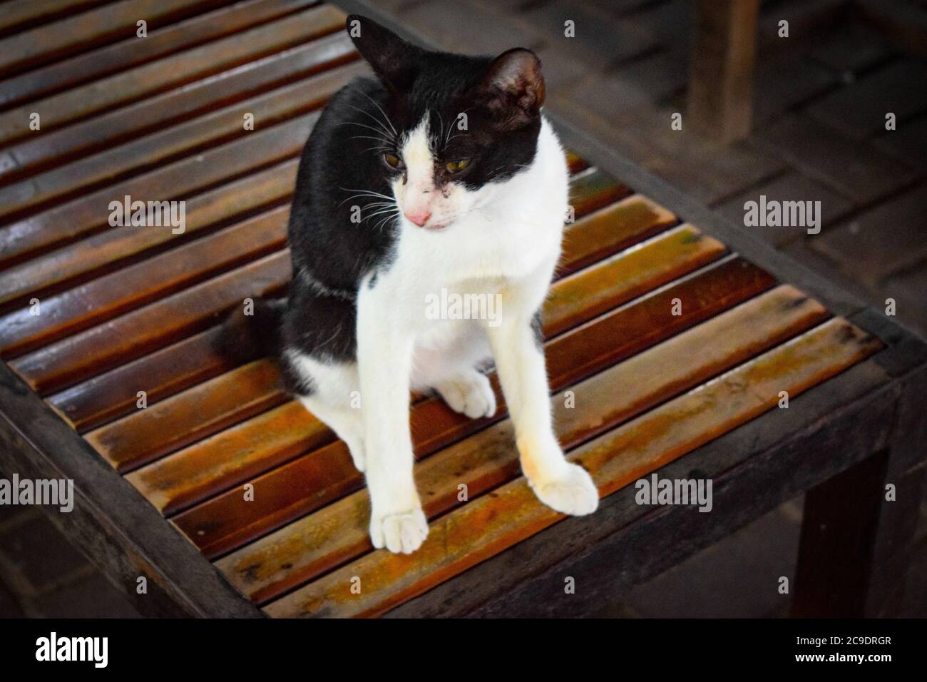 Chat noir et blanc assis sur une table brune près d'un homme à Bali Indonésie, chat assis sur la table Banque D'Images