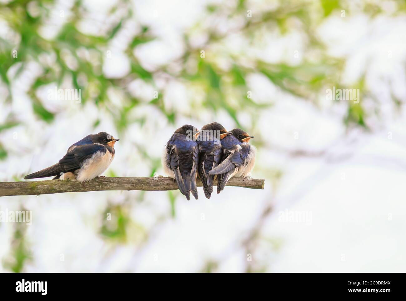 Arrière-plan naturel avec de petits poussins d'oiseaux, des hirondelles de village s'assoient sur les branches d'un arbre lors d'une Sunny journée d'été Banque D'Images