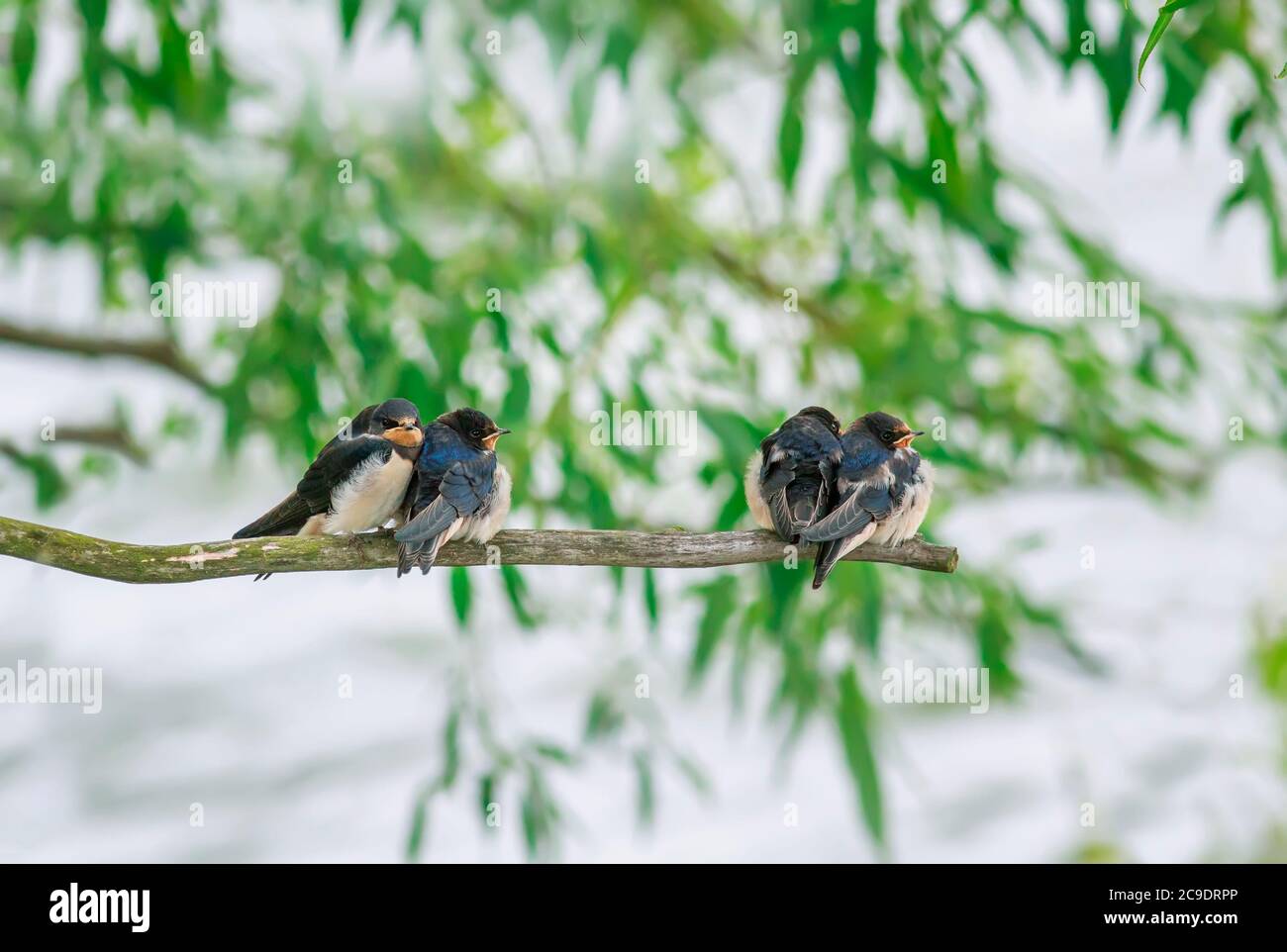 Arrière-plan naturel avec de petits jeunes oiseaux village swhirondelles s'asseoir sur une branche au-dessus d'un étang lors d'une Sunny jour d'été Banque D'Images
