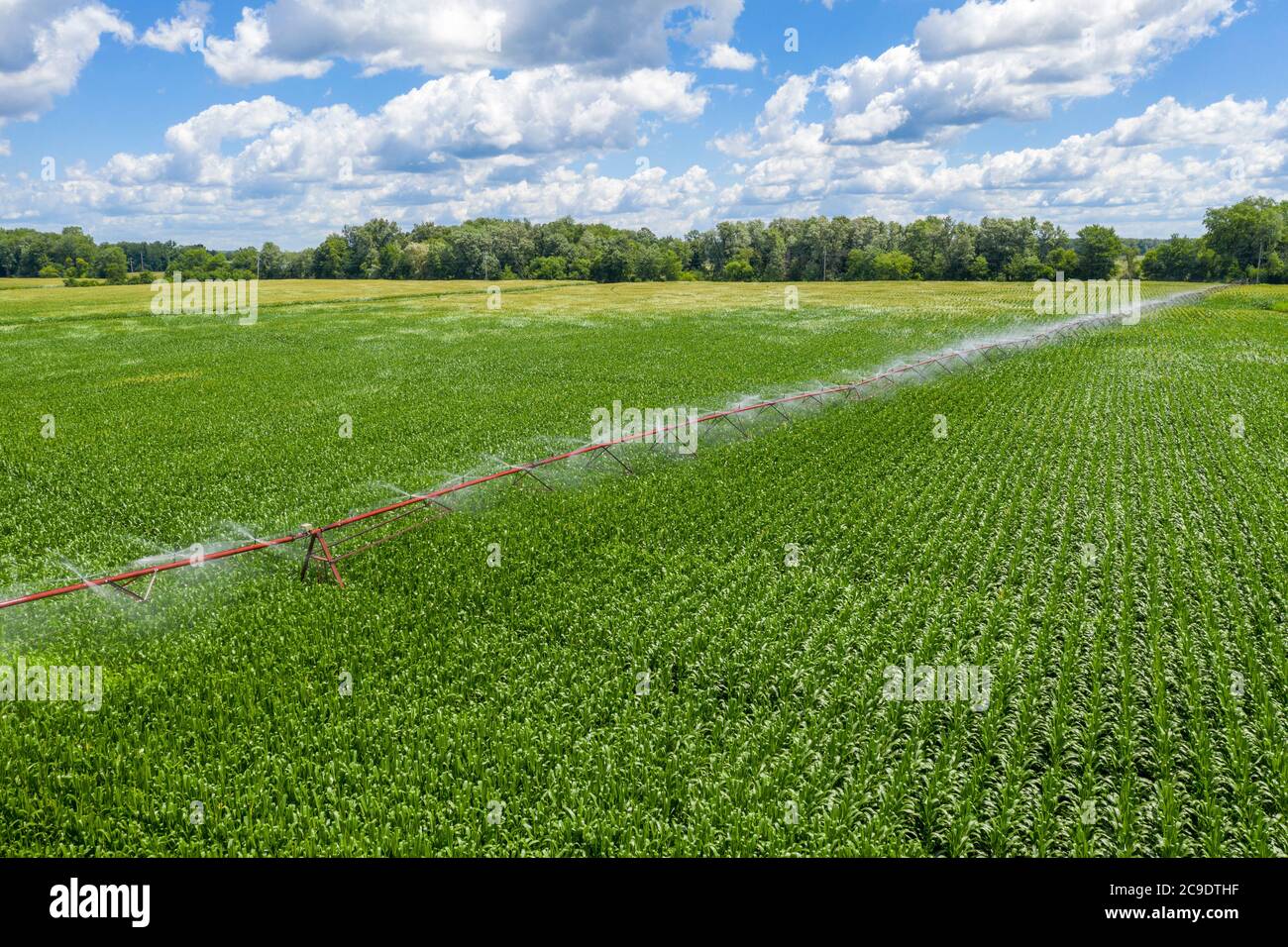 Martin, Michigan - UN système d'irrigation à pivot central arrose un champ de maïs dans l'ouest du Michigan. Banque D'Images