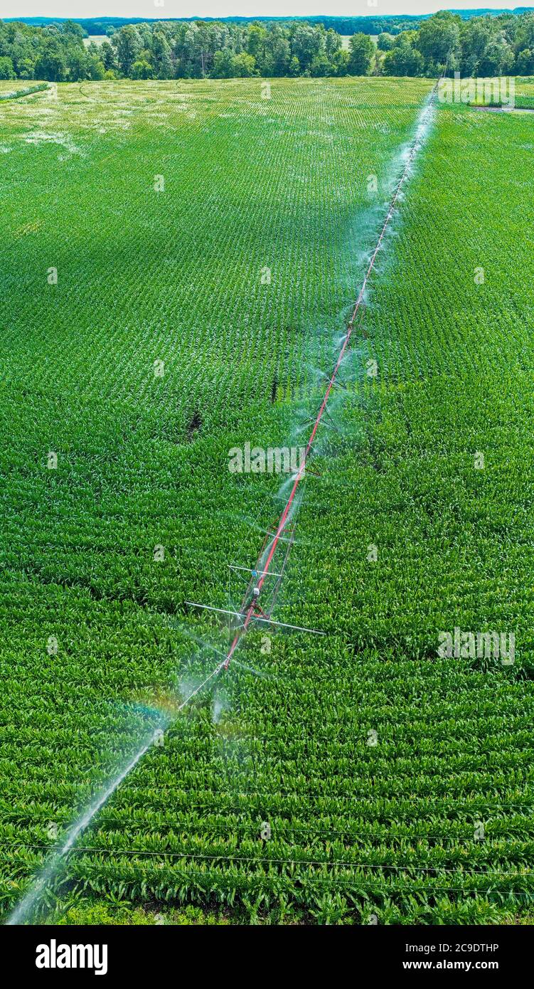 Martin, Michigan - UN système d'irrigation à pivot central arrose un champ de maïs dans l'ouest du Michigan. Banque D'Images