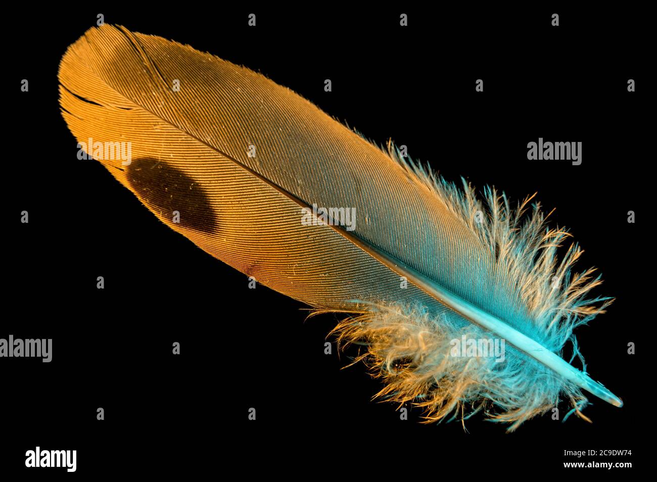 Gros plan de la plume d'un oiseau sur un fond noir Banque D'Images