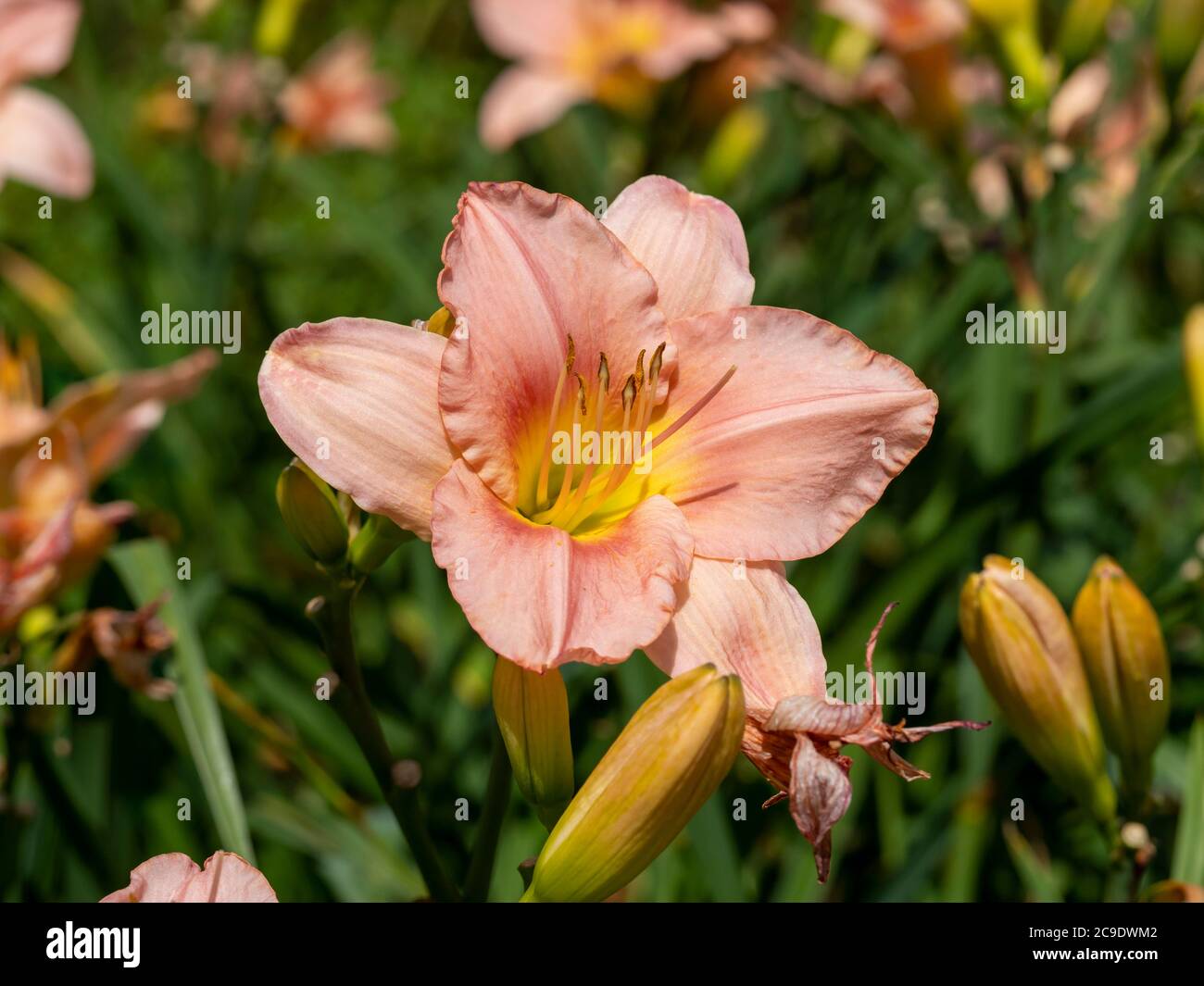 Gros plan d'une belle fleur et de bourgeons de pêche Hemerocallis daylily, variété Barbara Mitchell, dans un jardin Banque D'Images