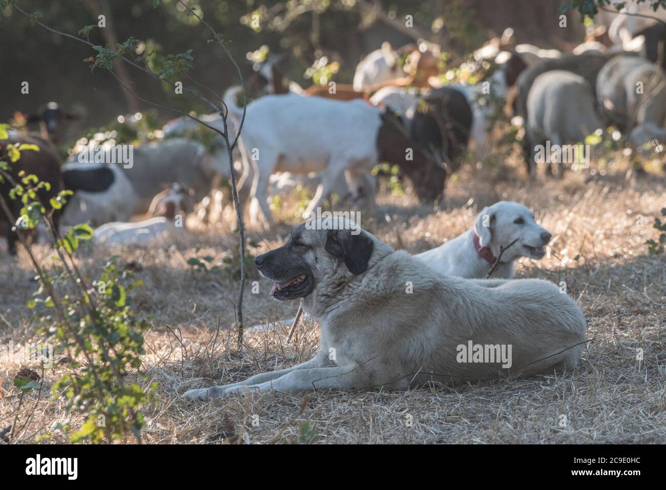 Un chien de garde et des troupeaux de contrôle le feu des chèvres dans les collines de la baie est. Banque D'Images