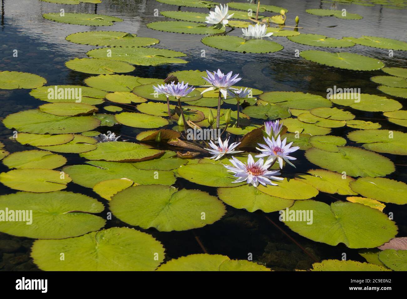 Nénuphars et nénuphars violets et blancs dans un lac. Banque D'Images