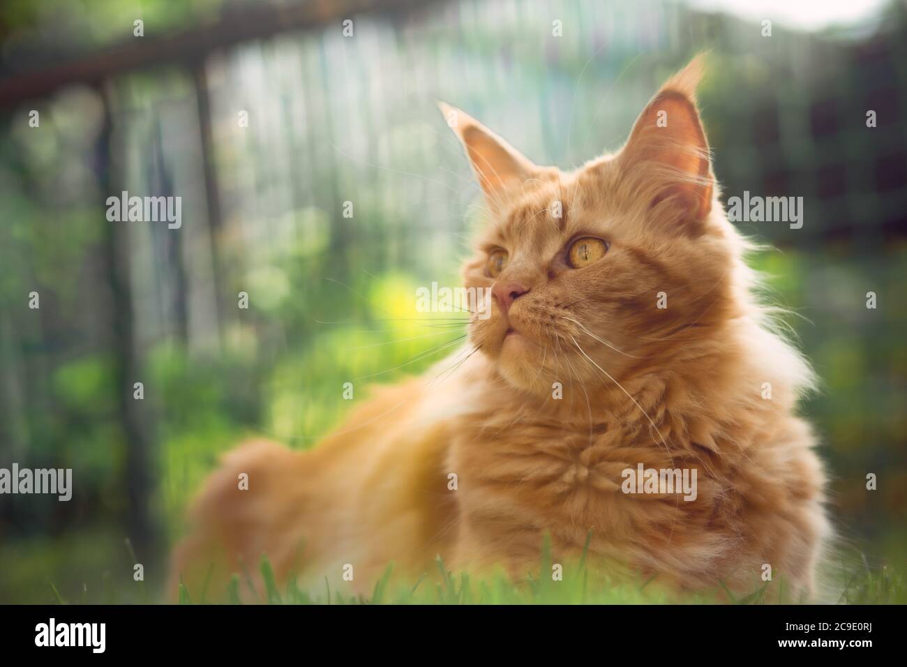 Femelle rouge Uni maine coon chat couché sur l'herbe verte. Gros plan portrait. Expression sérieuse visage et yeux Banque D'Images
