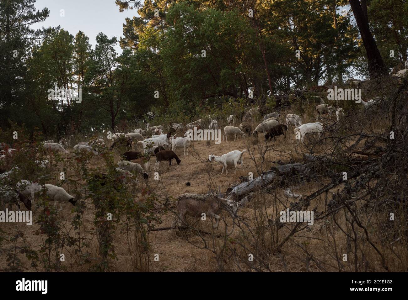 Un troupeau de chèvres de contrôle de feu dans les collines de la baie est. Enlever la végétation sèche pour réduire le risque d'incendie. Banque D'Images