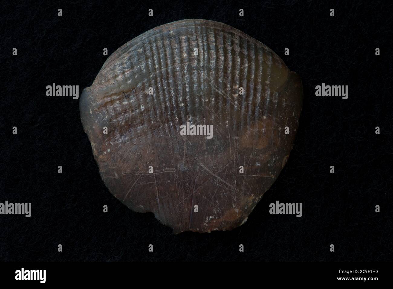 Une seule échelle de pangoline d'une pangoline de Sunda (Manis javanica), le braconnage et la récolte illégale de ces écailles conduisent les pangolines à l'extinction. Banque D'Images