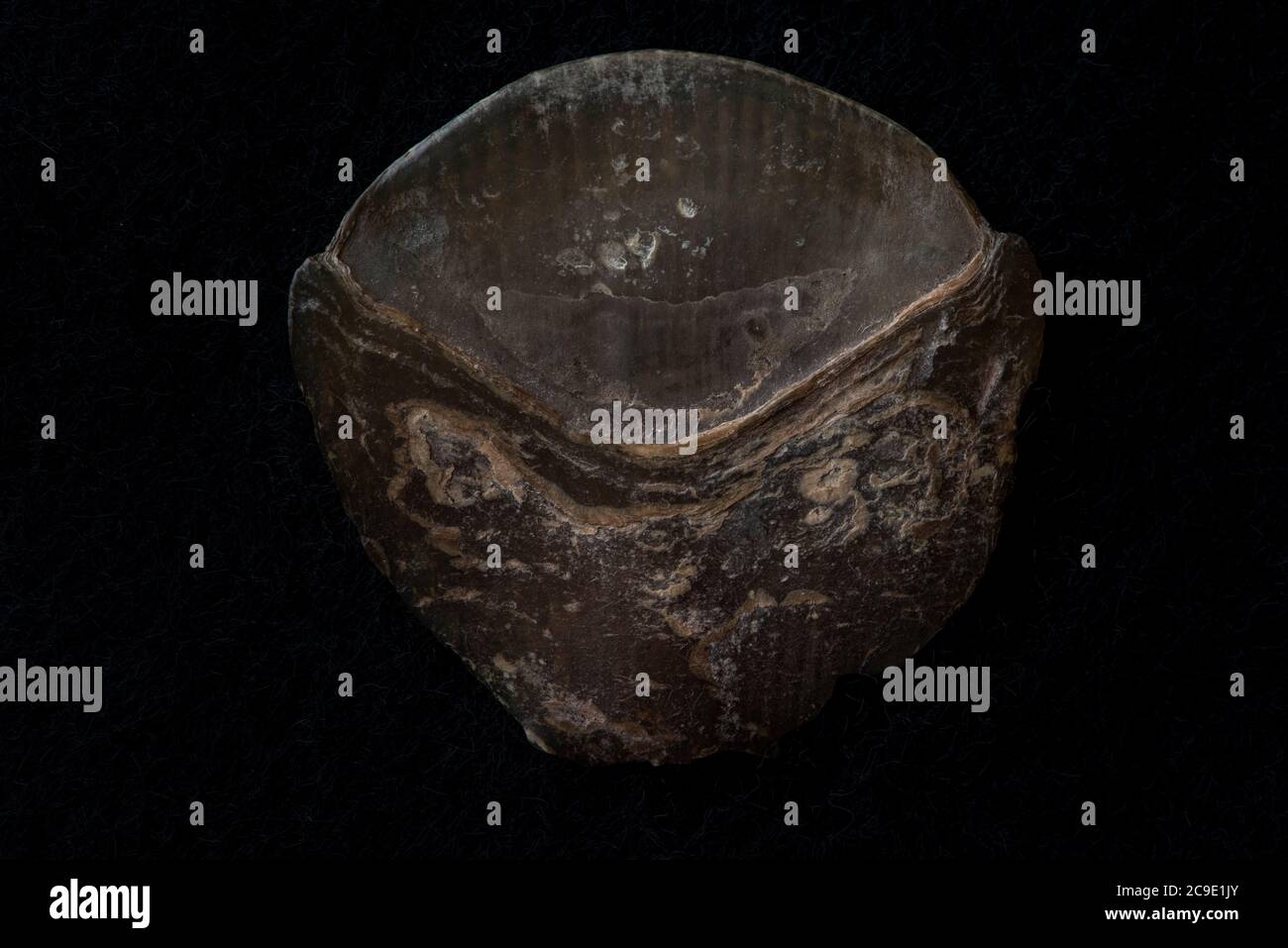 Une seule échelle de pangoline d'une pangoline de Sunda (Manis javanica), le braconnage et la récolte illégale de ces écailles conduisent les pangolines à l'extinction. Banque D'Images