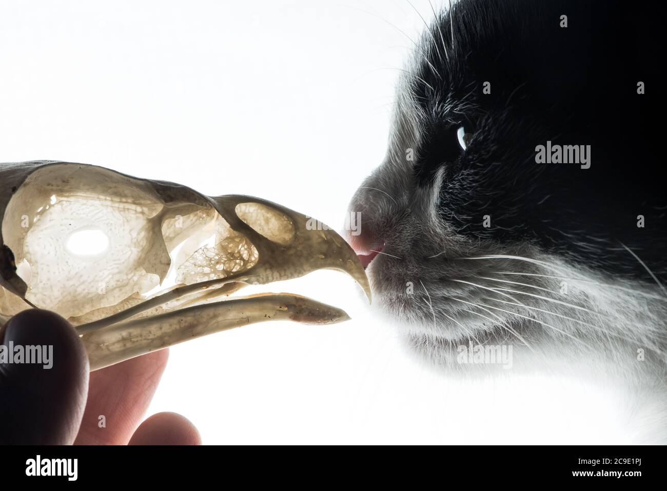 Les chats de plein air sont considérés comme l'une des principales menaces pour les populations d'oiseaux et tuent des millions d'oiseaux chaque année. Banque D'Images