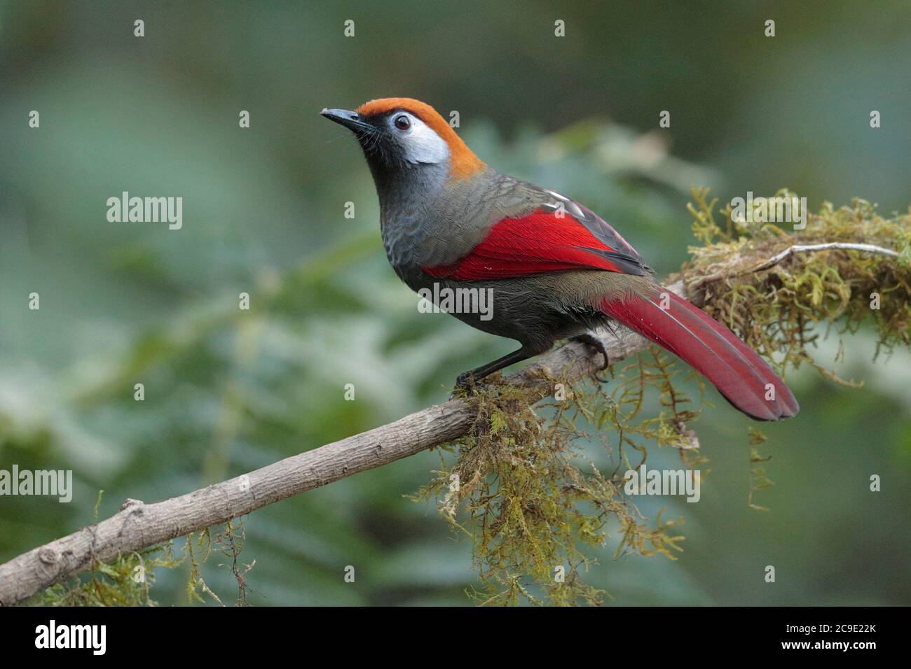 Vue latérale du rire à queue rouge (Trochalopteron milnei), sauvage, mais attiré par la station d'alimentation, Gaoligong Shan, sud-ouest du Yunnan, Chine hiver Banque D'Images