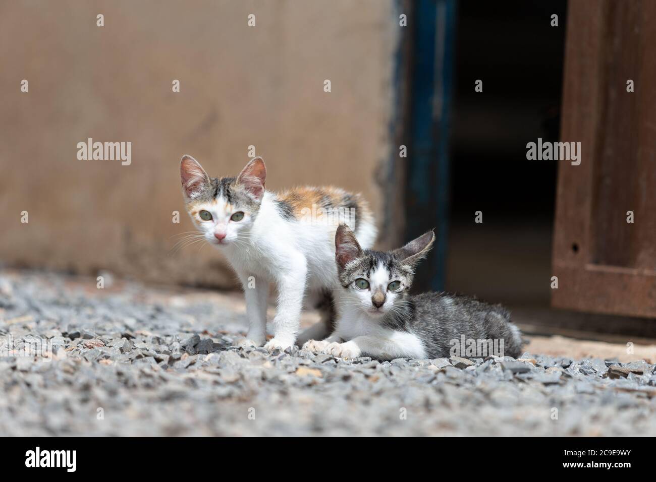 deux chatons sur des rochers et une vieille porte en métal sur le fond Banque D'Images