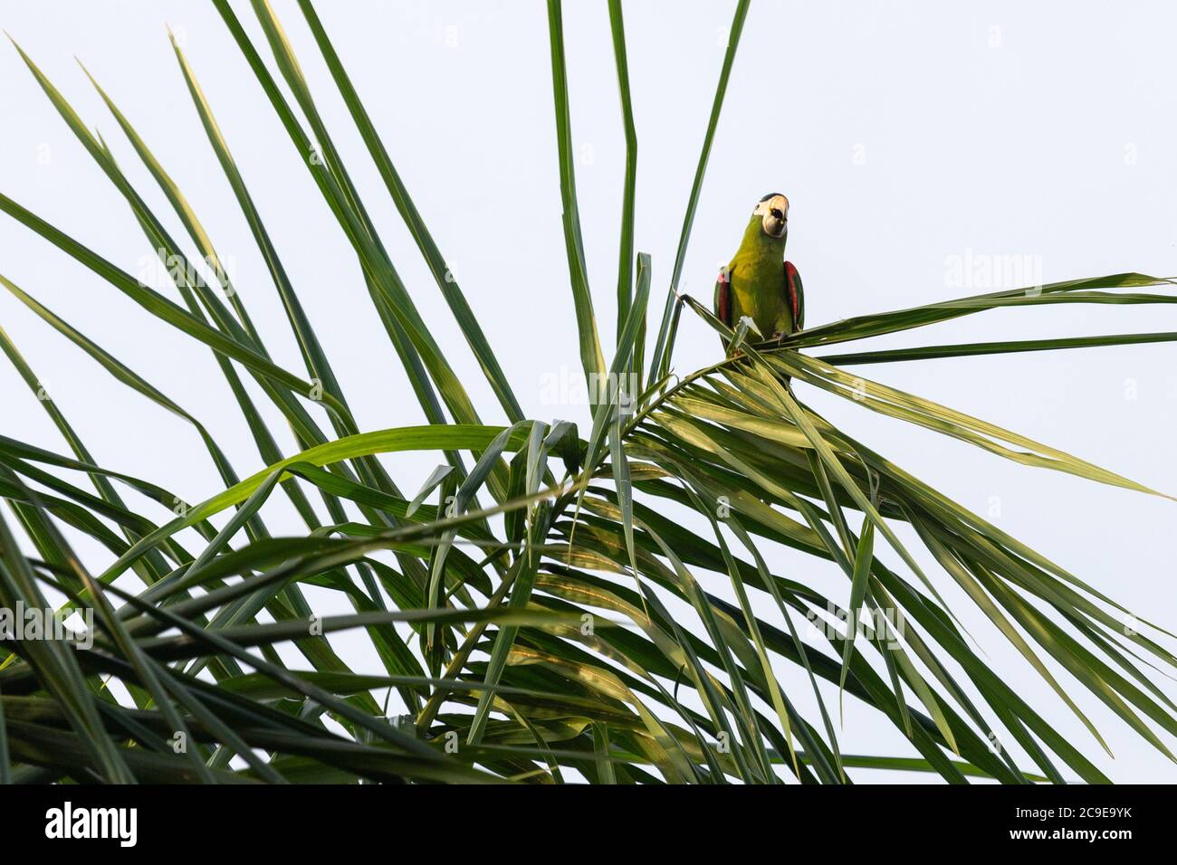 perroquet sur une feuille d'arbre lors d'une belle journée de fermeture Banque D'Images