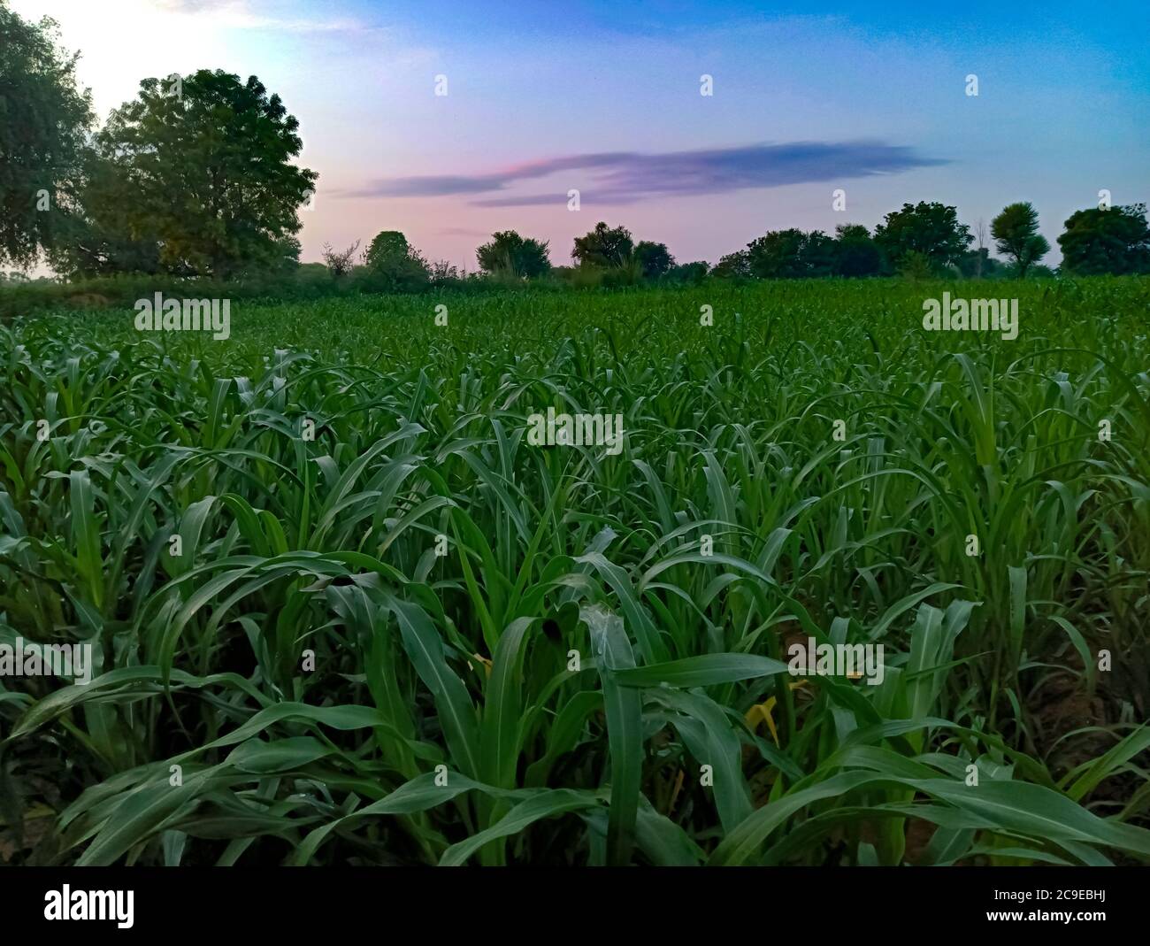 Green Plant en Inde Banque D'Images
