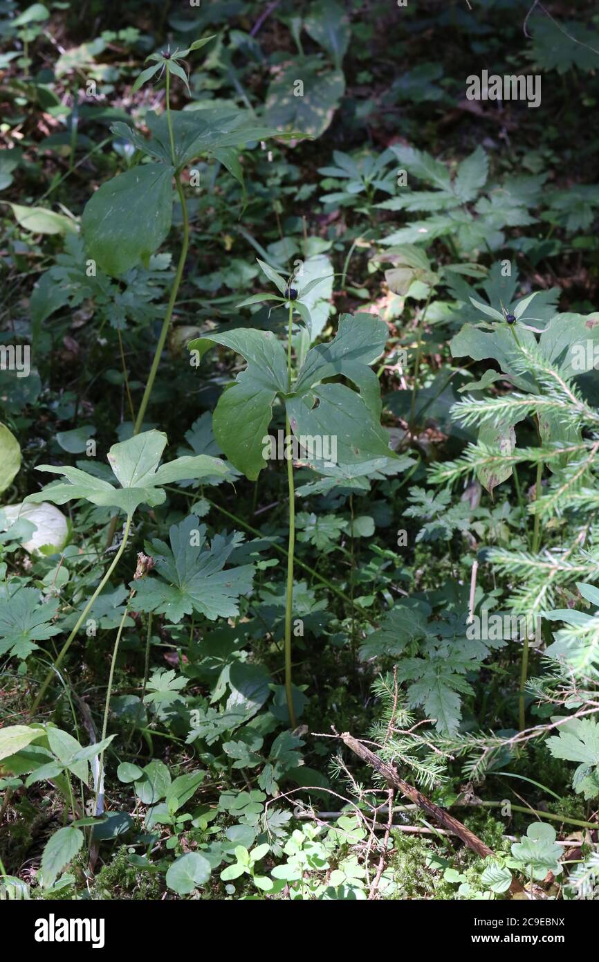 Paris quadrifolia, Herb Paris. Plante sauvage en été. Banque D'Images