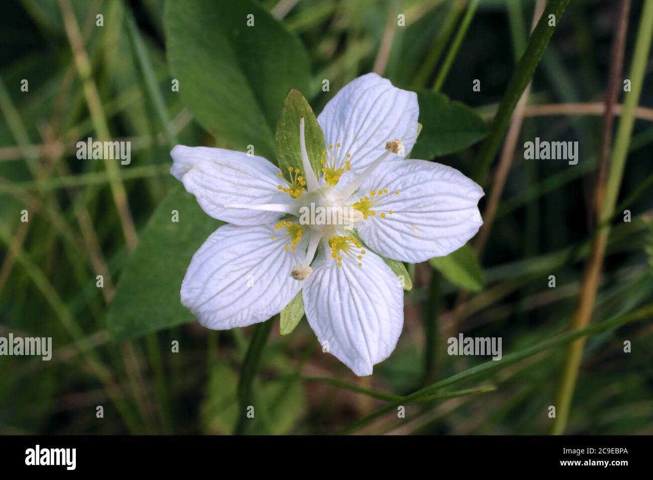 Parnassia palustris, Grass of Parnassus - plante sauvage en été. Banque D'Images
