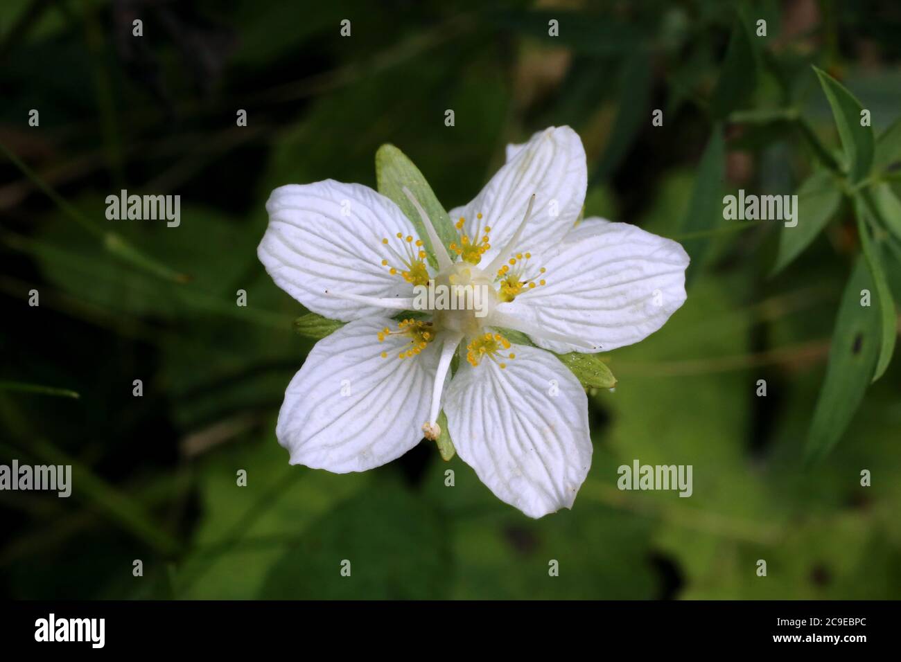 Parnassia palustris, Grass of Parnassus - plante sauvage en été. Banque D'Images