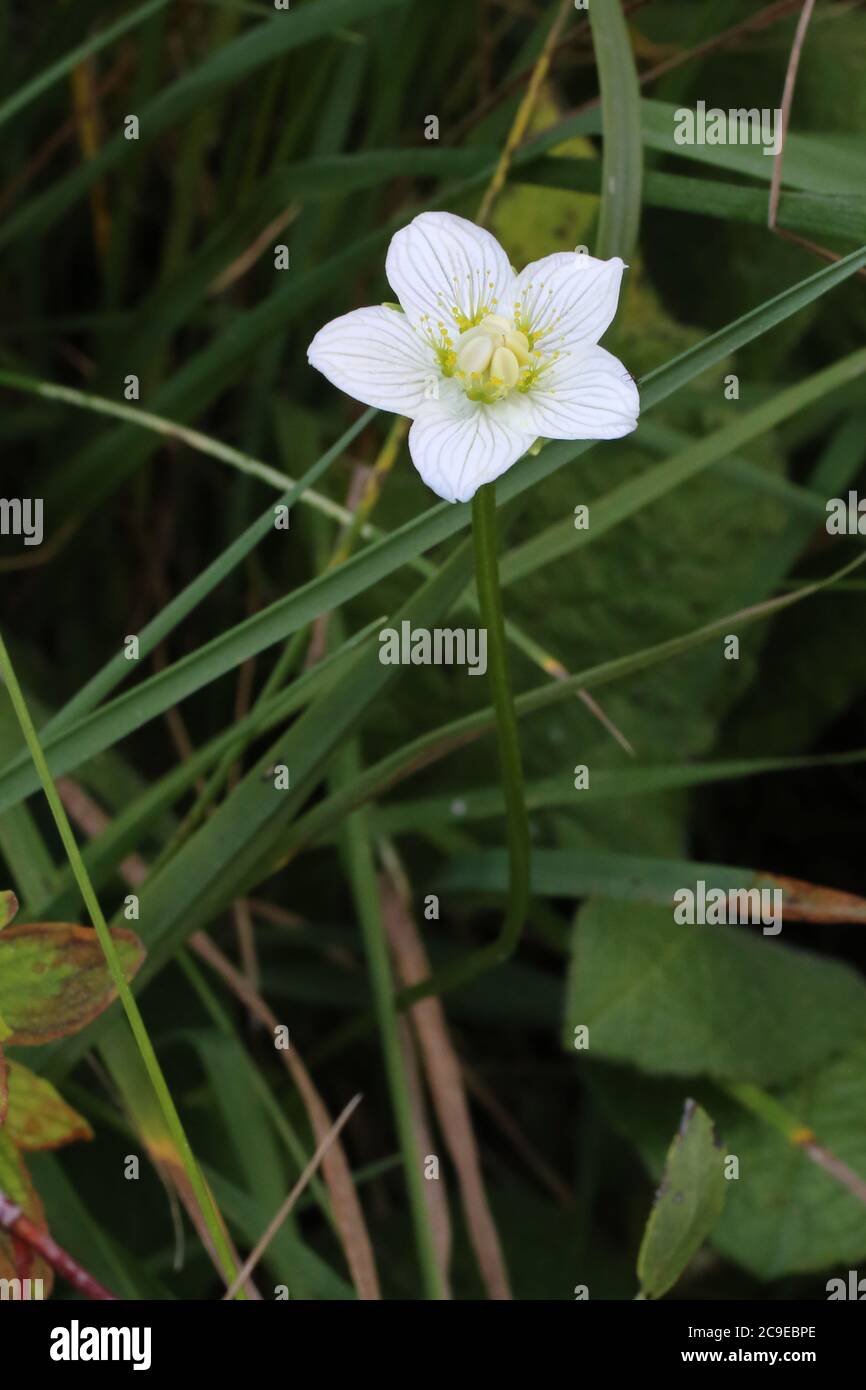 Parnassia palustris, Grass of Parnassus - plante sauvage en été. Banque D'Images