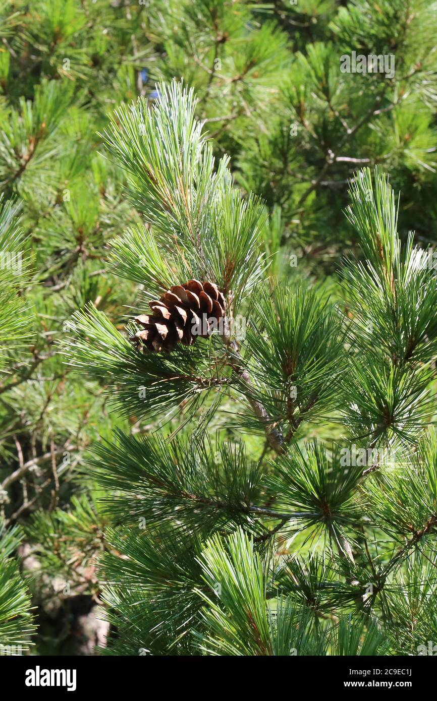 Pinus peuce, PIN macédonien - plante sauvage en été. Banque D'Images