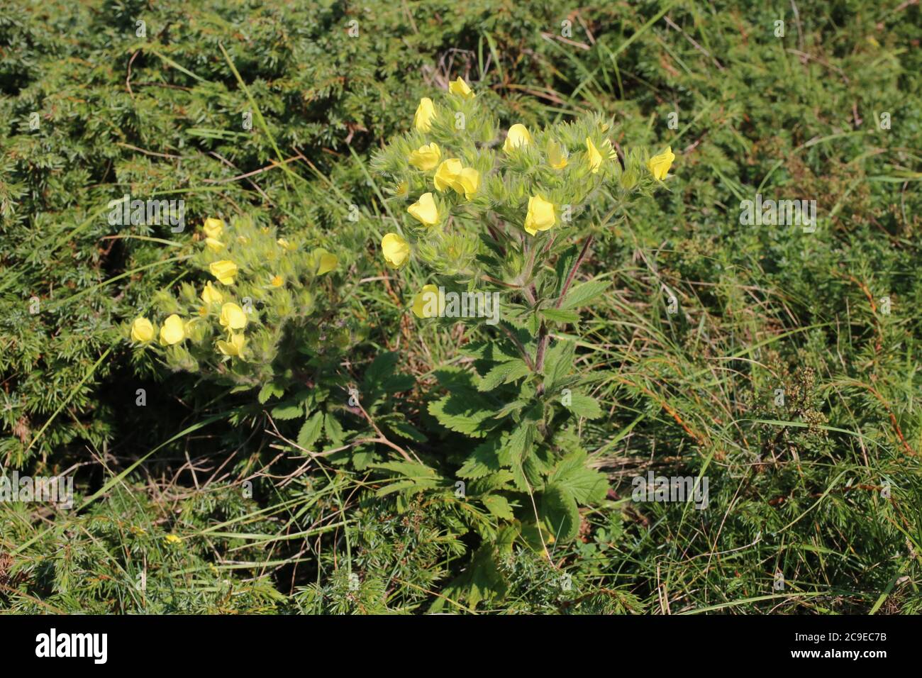 Potentilla pilosa - plante sauvage en été. Banque D'Images