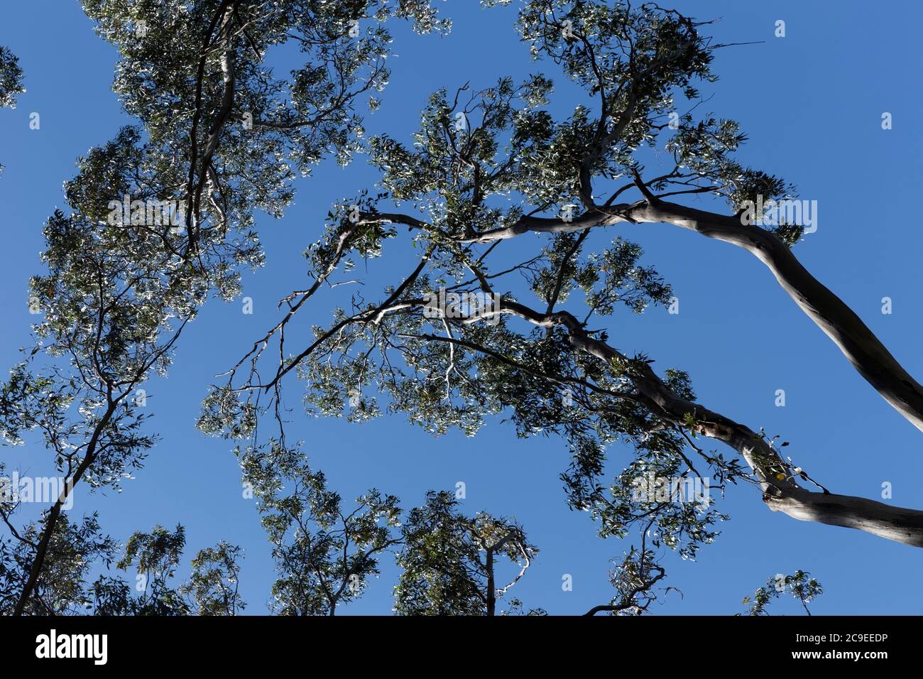 En regardant vers le ciel bleu vers le sommet des arbres indigènes et des branches frappées par la lumière du soleil le jour ensoleillé dans la baie d'Apollon pendant une randonnée Banque D'Images