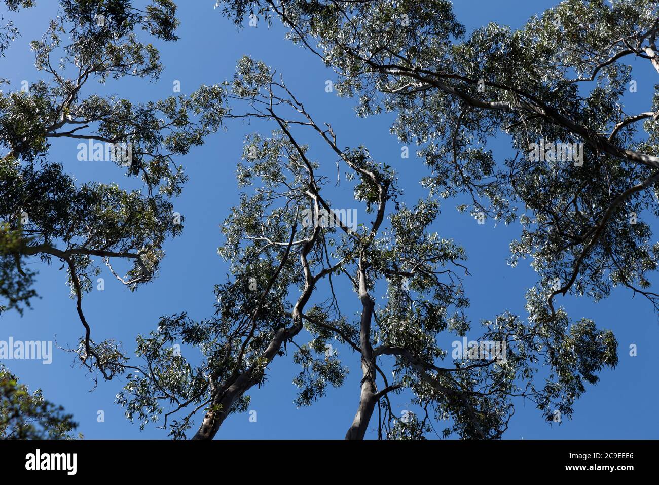 En regardant vers le ciel bleu vers le sommet des arbres indigènes et des branches frappées par la lumière du soleil le jour ensoleillé dans la baie d'Apollon pendant une randonnée Banque D'Images