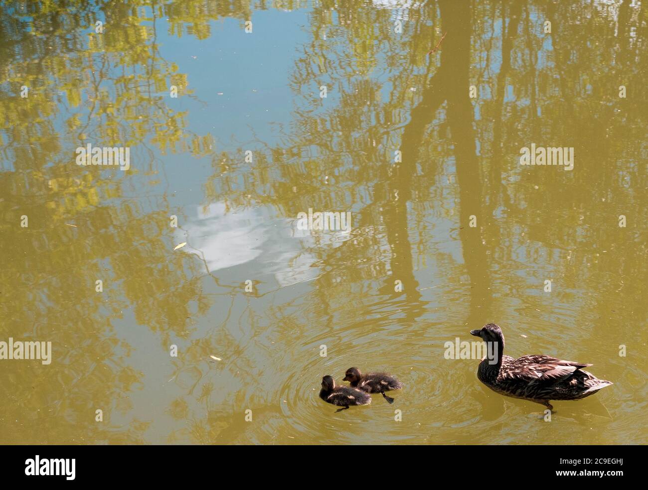Paysage de canard et de canetons sur le canal de Kennet et Avon, Kintbury, Hungerford, Berkshire, Angleterre, Royaume-Uni, GB. Banque D'Images