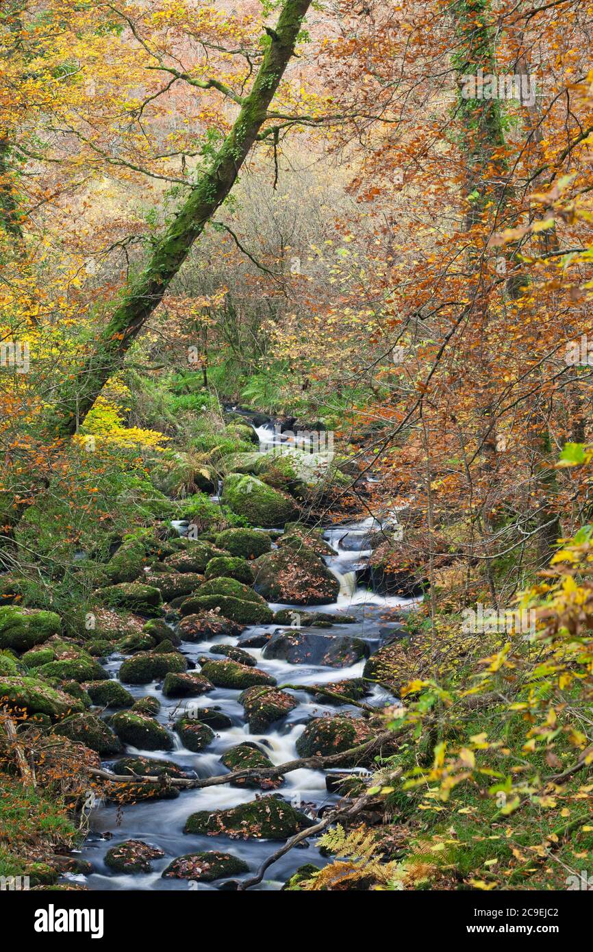 Wildes Flusstal à Herbstwald, Fluss Ellez im Landesinneren der Bretagne zur Herbstzeit. Banque D'Images
