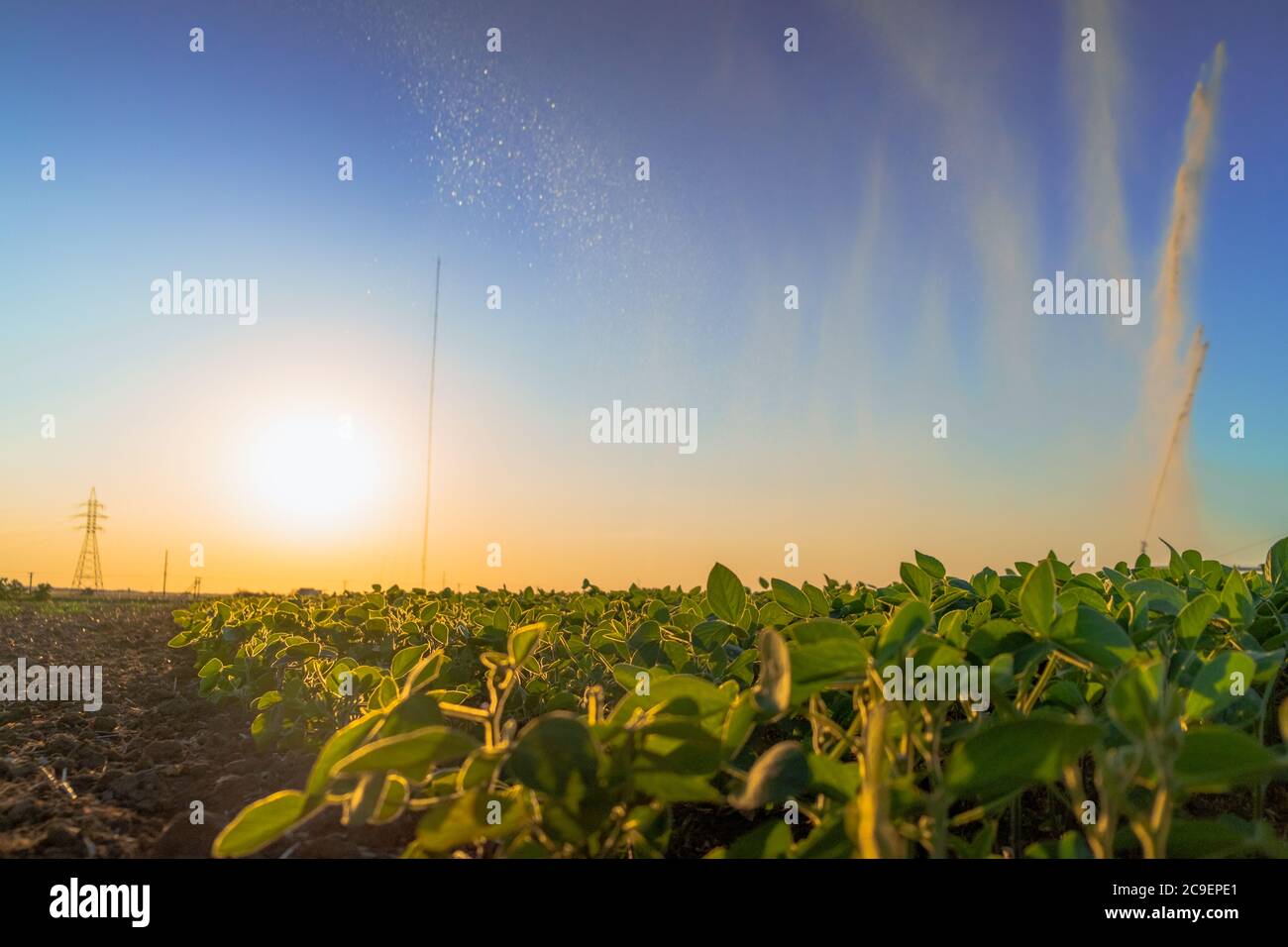 gicleurs de pluie du système d'irrigation sur le terrain agricole. Banque D'Images